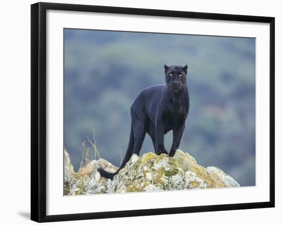 Black Panther-DLILLC-Framed Photographic Print