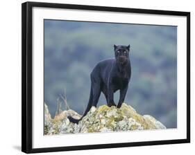 Black Panther-DLILLC-Framed Photographic Print