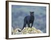 Black Panther-DLILLC-Framed Photographic Print