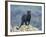 Black Panther-DLILLC-Framed Photographic Print