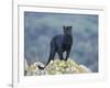 Black Panther-DLILLC-Framed Photographic Print