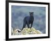 Black Panther-DLILLC-Framed Photographic Print