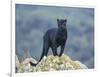 Black Panther-DLILLC-Framed Photographic Print