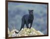 Black Panther-DLILLC-Framed Photographic Print