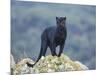 Black Panther-DLILLC-Mounted Photographic Print