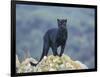 Black Panther-DLILLC-Framed Photographic Print