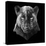 Black Panther-Lisa Kroll-Stretched Canvas