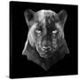 Black Panther-Lisa Kroll-Stretched Canvas