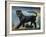 Black Panther-Ikahl Beckford-Framed Giclee Print