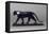 Black Panther-Francois Pompon-Framed Stretched Canvas