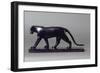 Black Panther-Francois Pompon-Framed Giclee Print