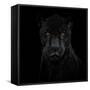 Black Panther-Mathilde Guillemot-Framed Stretched Canvas