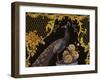 Black Peacock-Maria Rytova-Framed Giclee Print