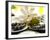 Black Pearl Farming at Hinano Pearl Farm, Fakarava, Tuamotus, French Polynesia-Michele Westmorland-Framed Photographic Print