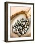 Black Pearl Farming at Hinano Pearl Farm, Fakarava, Tuamotus, French Polynesia-Michele Westmorland-Framed Photographic Print