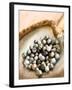 Black Pearl Farming at Hinano Pearl Farm, Fakarava, Tuamotus, French Polynesia-Michele Westmorland-Framed Photographic Print