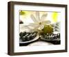 Black Pearl Farming at Hinano Pearl Farm, Fakarava, Tuamotus, French Polynesia-Michele Westmorland-Framed Photographic Print