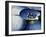 Black Pearls, Cook Islands, South Pacific-D H Webster-Framed Premium Photographic Print