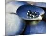 Black Pearls, Cook Islands, South Pacific-D H Webster-Mounted Photographic Print