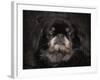 Black Pekingese Portrait-Jai Johnson-Framed Giclee Print