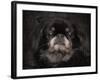 Black Pekingese Portrait-Jai Johnson-Framed Giclee Print