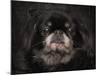 Black Pekingese Portrait-Jai Johnson-Mounted Giclee Print