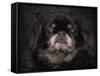 Black Pekingese Portrait-Jai Johnson-Framed Stretched Canvas