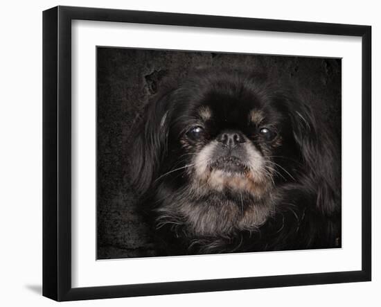 Black Pekingese Portrait-Jai Johnson-Framed Giclee Print