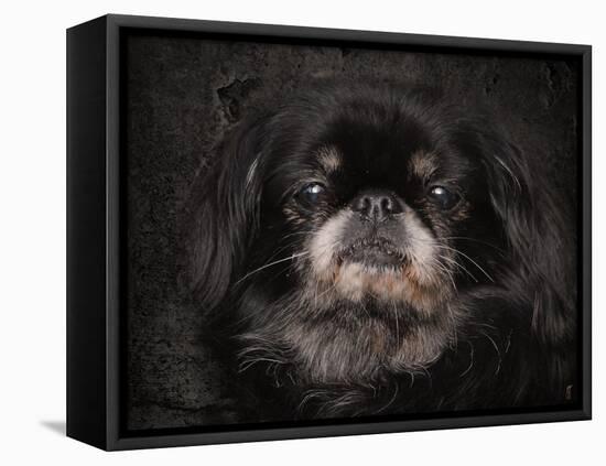 Black Pekingese Portrait-Jai Johnson-Framed Stretched Canvas