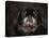 Black Pekingese Portrait-Jai Johnson-Stretched Canvas