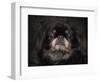 Black Pekingese Portrait-Jai Johnson-Framed Premium Giclee Print