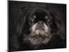 Black Pekingese Portrait-Jai Johnson-Mounted Premium Giclee Print