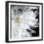 Black Peony-Asia Jensen-Framed Art Print