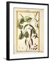 Black Pepper Corn (Piper Nigrum), Watercolour by Delahaye, 1789-null-Framed Giclee Print