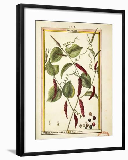 Black Pepper Corn (Piper Nigrum), Watercolour by Delahaye, 1789-null-Framed Giclee Print