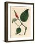 Black Pepper, Piper Nigrum-James Sowerby-Framed Giclee Print