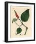 Black Pepper, Piper Nigrum-James Sowerby-Framed Giclee Print