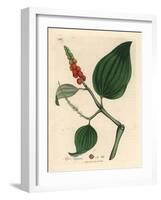 Black Pepper, Piper Nigrum-James Sowerby-Framed Giclee Print