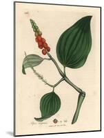 Black Pepper, Piper Nigrum-James Sowerby-Mounted Giclee Print