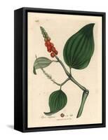 Black Pepper, Piper Nigrum-James Sowerby-Framed Stretched Canvas