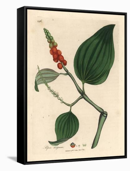 Black Pepper, Piper Nigrum-James Sowerby-Framed Stretched Canvas