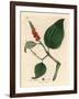 Black Pepper, Piper Nigrum-James Sowerby-Framed Giclee Print