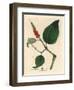 Black Pepper, Piper Nigrum-James Sowerby-Framed Giclee Print