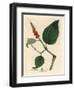 Black Pepper, Piper Nigrum-James Sowerby-Framed Giclee Print