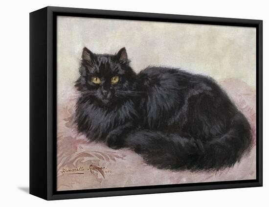 Black Persian Cat-null-Framed Stretched Canvas