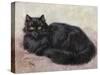 Black Persian Cat-null-Stretched Canvas