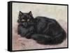 Black Persian Cat-null-Framed Stretched Canvas