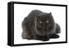 Black Persian-null-Framed Stretched Canvas