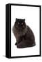 Black Persian-null-Framed Stretched Canvas