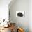 Black Persian-null-Photographic Print displayed on a wall